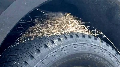 Empat Burung Robin Tahan Ford F-250 Baru di Bawah Hukum Federal, Kini Akhirnya Pergi
