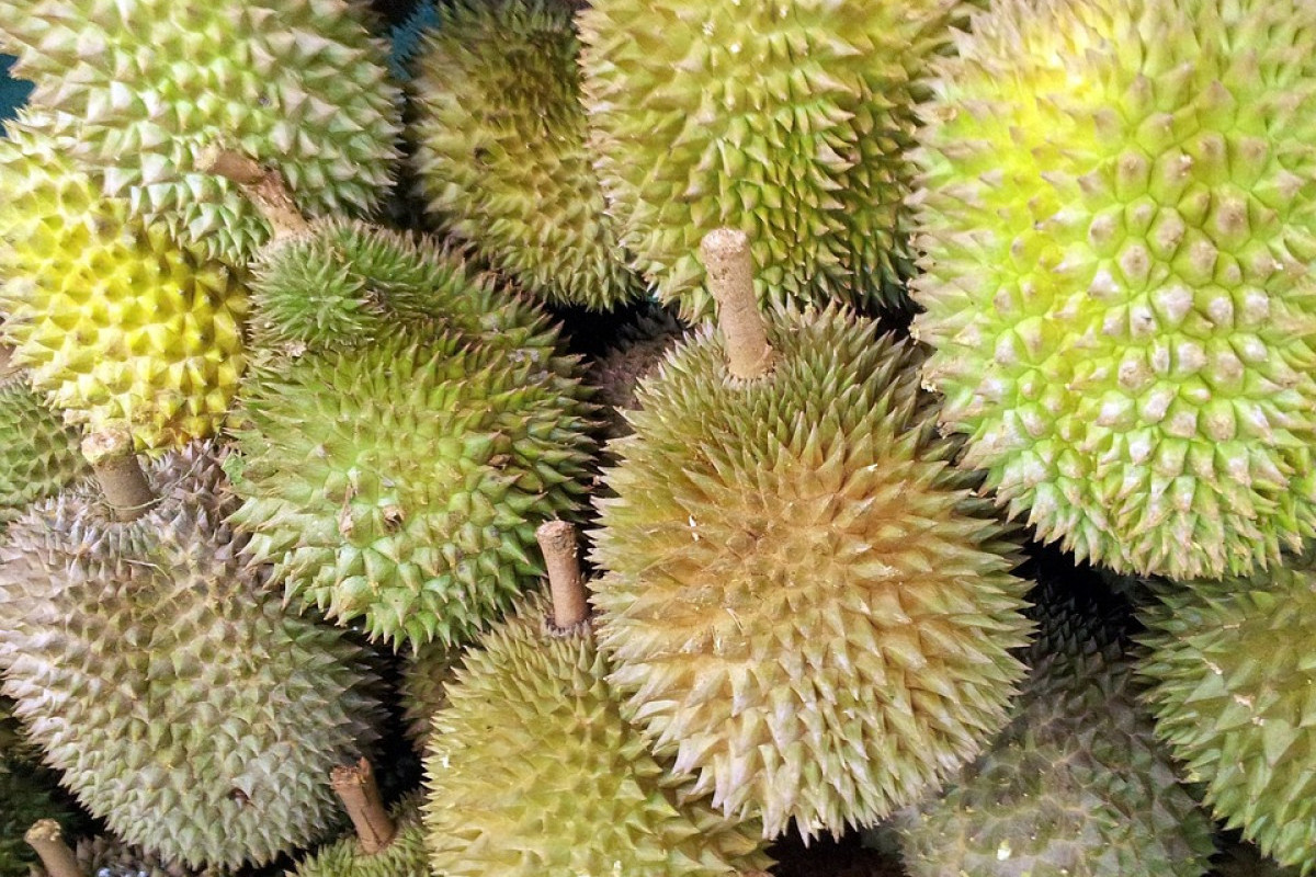 Kulon Progo Segera Salib Yogyakarta jadi Daerah Istimewa! Usai Terdapat Surga Durian Tersembunyi dengan Presentasi 54.694 Kuintal Kalahkan Sleman