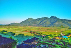 Ternyata Ini 2 Kecamatan Utama yang Produksi Apel di Malang, Total Produksi Capai Hampir 2 Juta Kwintal per Tahun