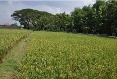 Bak Naik Mesin Waktu!Kampung Kuno yang Membawa Kembali Suasana 80an, Berjarak 75 KM dari Boyolali!