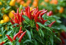 Pedas Mana Sama Omongan Tetangga? 4 Kecamatan Penghasil Cabai Rawit di Kabupaten Pandeglang, Daerah Ini Jadi Kontributor Terbanyak Dengan Hasil 5.620 Kuintal
