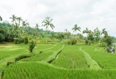 Daftar 14 Kecamatan Kabupaten Cianjur Bersiap Memisahkan Diri: Apakah Cibinong Termasuk? Nasib Sukanagara hingga Pagelaran Gimana Nih?