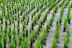 Warga Banten Udah Tau? Apa Kepanjangan dari Cilegon? Benarkah Punya Cerita Mistis Dibaliknya? Inilah 3 Nama Unik di Banten, Kalau Serang?