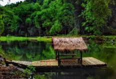 Memasuki Dunia Hutan Raksasa: 5 Kabupaten dengan Hutan Terbesar dan Terluas di Jawa Timur, Apakah Banyuwangi Termasuk?