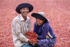 Pandeglang Punya Julukan Raja Cabai! Usai Mampu Hasilkan Ratusan Ribu Kwintan Cabai Kriting yang Siap Saingi Serang dan Lebak