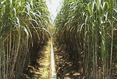 Daftar Pabrik Gula Bersejarah di Kabupaten Jombang, Jawa Timur: Mengeksplorasi Sejarah dan Riwayatnya yang Menarik