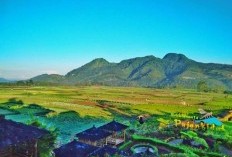 Menelusuri Jejak Produksi Apel Terbesar di Malang, Temukan Lokasinya Termasuk di Karang Ploso dan Pujon 