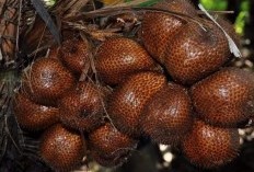 Bukan Padang Sidempuan! Temukan 7 Daerah Penghasil Salak Terbesar di Provinsi Sumatera Utara, Sumut