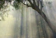 Kabupaten Balangan, Terobosan Baru Pembangunan dan Pelayanan Pemerintah Ternyata Hasil Pemekaran Wilayah di Kalimantan Selatan