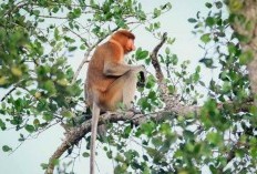 Jarak 1 Jam dari Kota Berau, Temukan Pesona Kampung Permai di Kalimantan Timur yang Terapung di Tengah Sungai Seperti Pulau di Maladewa!