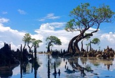 Selain Dikenal dengan Sei Daging Sapi, NTT Ternyata memiliki Daerah Penghasil Orang-orang Pintar, Bukan Ende atau Sumba Timur yang Mendominasi, Bisa Menebak Wilayah Mana? 