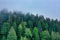 Liburan Asik di Jawa Tengah, Nikmati Kesegaran Udara Hutan Pinus yang Baik Bagi Paru dan Jiwa, Ini 10 Tempat Beserta Alamatnya 