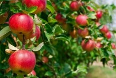 Mengungkap Wilayah Penghasil Apel Terbesar! 5 Wilayah Unggulan Penghasil Buah Apel di Kabupaten Malang, Nomer 2 Ternyata Gak Disangka!