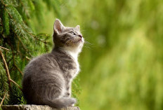 Polewali Mandar Menjelma jadi Jepang Usai Terdapat Pulau Kucing Bak Tashirojima di Negeri Sakura, 15 Menit Aja Dari Dermaga Penyeberangan Belang-Belang