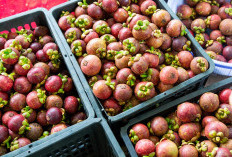 Padang Pecah! 4 Daerah di Sumatera Barat ini Putuskan Keluar! Padahal Punya Potensi Pertanian Buah Manggis, Nomor 1 Bisa Memproduksi 6.099,4 Ton