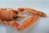 Terungkap! 3 Bandar Udang Raksasa di Jawa Timur Menghasilkan 18 Ribu Ton: Lamongan, Banyuwangi, Gresik Mana yang Paling Unggul?