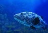Juaranya Terungkap! Inilah 3 Daerah Penghasil Ikan Kerapu Terunggul yang Terbanyak di Jawa Timur, Tuban dan Banyuwangi Juara Rangking Berapa?