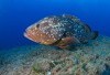 Keajaiban Laut Jawa Timur!  Hanya 3 Daerah Ini yang Hasilkan Ikan Kerapu Terbanyak di Atas 100 Ton! Jaraknya Dekat dengan Surabaya Hanya 105 km