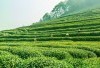 Dikenal Kaya Akan Antioksidan, Berikut 10 Negara Penghasil Teh Berkualitas, Indonesia Termasuk?