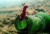 Terkenal dengan Sambel Dabu-Dabunya Manado Segera Digeser Posisi Sebagai Ibukota Oleh Kabupaten Bolaang Mongondow yang jadi Pendatang Baru di Sulawesi Utara